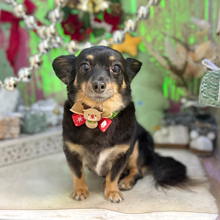 【本店】2025年11月29日のワンちゃん達♪