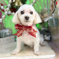 【本店】2025年11月30日のワンちゃん達♪