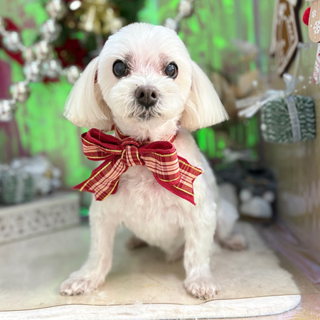 【本店】2025年11月30日のワンちゃん達♪