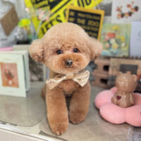 【本店】2025年11月21日のワンちゃん達♪
