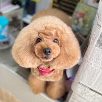 【本店】2025年11月27日のワンちゃん達♪