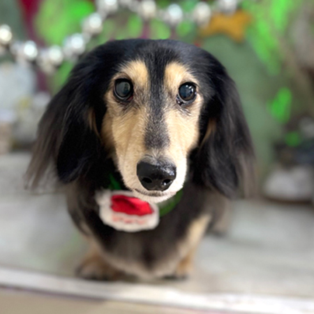 【本店】2025年11月28日のワンちゃん達♪