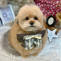【池下店】2025年11月20日のワンちゃん達♪