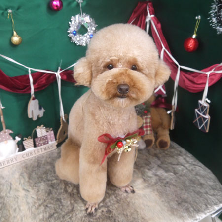 【山手店】2025年11月29日のワンちゃん達♪