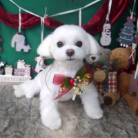 【山手店】2025年11月30日のワンちゃん達♪