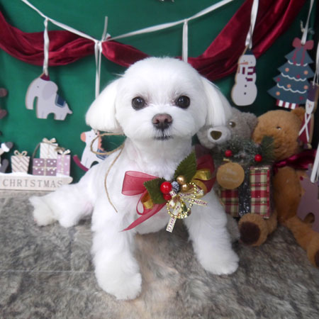 【山手店】2025年11月30日のワンちゃん達♪