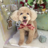 【本店】2025年12月8日のワンちゃん達♪