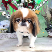 【本店】2025年12月15日のワンちゃん達♪