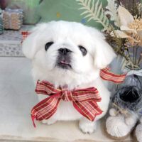 【本店】2025年12月18日のワンちゃん達♪