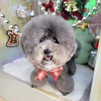 【本店】2025年12月20日のワンちゃん達♪