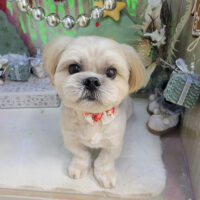 【本店】2025年12月27日のワンちゃん達♪