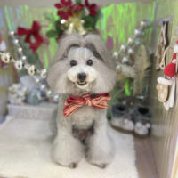 【本店】2025年12月29日のワンちゃん達♪