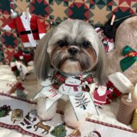 【星ヶ丘店】2025年12月8日のワンちゃん達♪