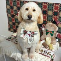 【星ヶ丘店】2025年12月11日のワンちゃん達♪