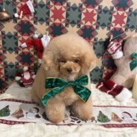 【星ヶ丘店】2025年12月12日のワンちゃん達♪