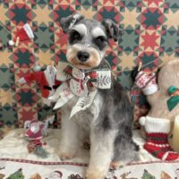 【星ヶ丘店】2025年12月13日のワンちゃん達♪