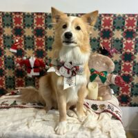 【星ヶ丘店】2025年12月15日のワンちゃん達♪