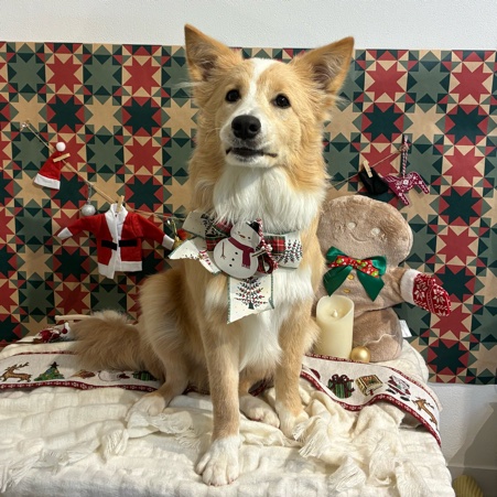 【星ヶ丘店】2025年12月15日のワンちゃん達♪