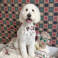 【星ヶ丘店】2025年12月18日のワンちゃん達♪