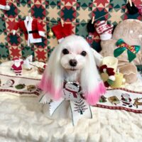 【星ヶ丘店】2025年12月20日のワンちゃん達♪