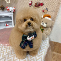 【池下店】2025年12月4日のワンちゃん達♪