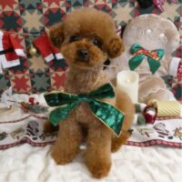 【星ヶ丘店】2025年12月21日のワンちゃん達♪