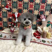 【星ヶ丘店】2025年12月22日のワンちゃん達♪