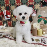 【星ヶ丘店】2025年12月25日のワンちゃん達♪