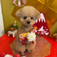 【星ヶ丘店】2025年12月26日のワンちゃん達♪