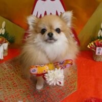 【星ヶ丘店】2025年12月27日のワンちゃん達♪