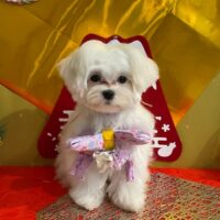 【星ヶ丘店】2025年12月28日のワンちゃん達♪