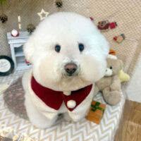 【池下店】2025年12月8日のワンちゃん達♪