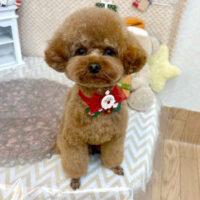 【池下店】2025年12月11日のワンちゃん達♪