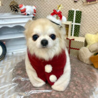 【池下店】2025年12月13日のワンちゃん達♪