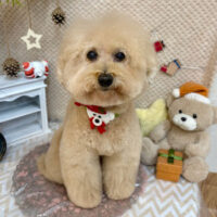 【池下店】2025年12月14日のワンちゃん達♪