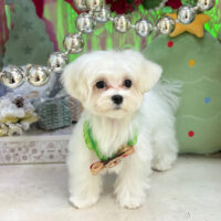 【本店】2025年12月14日のワンちゃん達♪