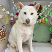 【本店】2025年12月22日のワンちゃん達♪