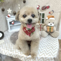 【池下店】2025年12月25日のワンちゃん達♪