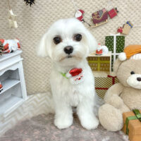 【池下店】2025年12月19日のワンちゃん達♪