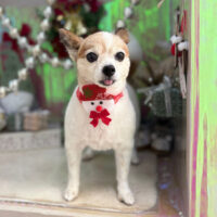 【本店】2025年12月6日のワンちゃん達♪