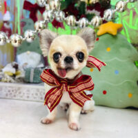 【本店】2025年12月19日のワンちゃん達♪