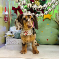 【本店】2025年12月25日のワンちゃん達♪