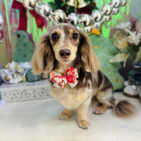 【本店】2025年12月26日のワンちゃん達♪