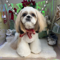 【本店】2025年12月28日のワンちゃん達♪