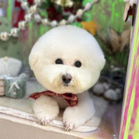 【本店】2025年12月4日のワンちゃん達♪