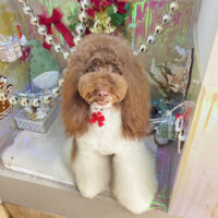 【本店】2025年12月5日のワンちゃん達♪