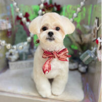 【本店】2025年12月7日のワンちゃん達♪