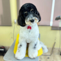 【本店】2025年12月11日のワンちゃん達♪