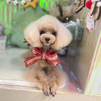 【本店】2025年12月12日のワンちゃん達♪