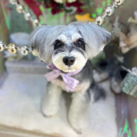 【本店】2025年12月21日のワンちゃん達♪